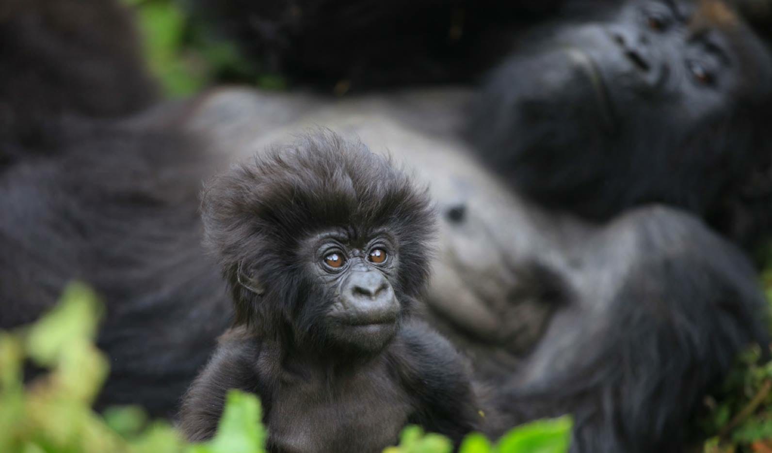 When every gorilla counts, we give them names with meaning - The