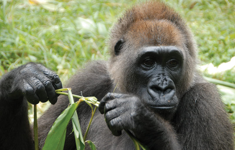 Cross River gorilla