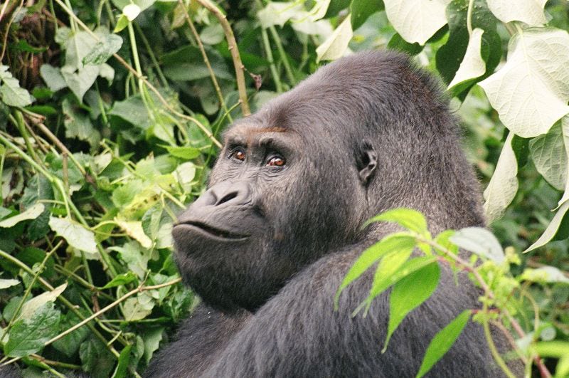 5 Reasons Why We Can T Let Eastern Lowland Gorillas Vanish Forever The Gorilla Organization